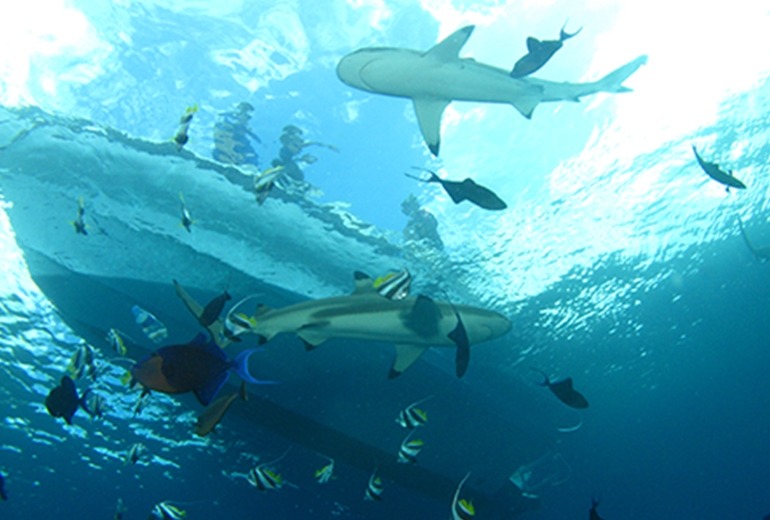SCUBA Shark Gallery – DSD Dive/Beginners (Part 4)